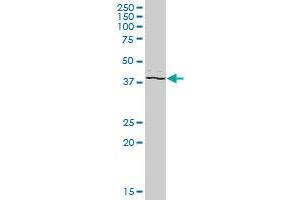 PSTPIP2 MaxPab polyclonal antibody. (PSTPIP2 抗体  (AA 1-312))