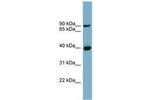Image no. 1 for anti-Patatin-Like phospholipase Domain Containing 8 (PNPLA8) (AA 359-408) antibody (ABIN6741934) (PNPLA8 抗体  (AA 359-408))