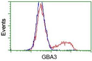 Flow Cytometry (FACS) image for anti-Glucosidase, Beta, Acid 3 (Cytosolic) (GBA3) (AA 1-150), (AA 370-469) antibody (ABIN1490584) (GBA3 抗体  (AA 1-150, AA 370-469))