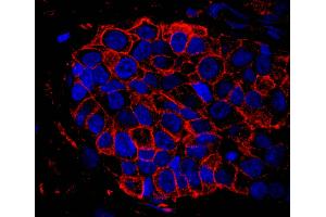 Immunofluorescence (IF) image for anti-IQ Motif Containing GTPase Activating Protein 1 (IQGAP1) (AA 1-50) antibody (ABIN7448978)