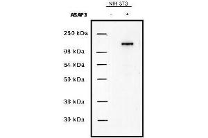 Western blot using  protein A purified anti-UPLC1/ASAP3 antibody shows detection of UPLC1/ASAP3 in NIH/3T3 cells over-expressing the protein. (ASAP3 抗体)