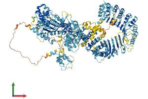 Protein Structure (PS) image for NLR Family, Apoptosis Inhibitory Protein (NAIP) (AA 1-1403) protein (His tag) (ABIN7552737)