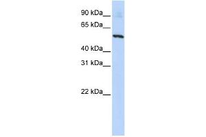 WB Suggested Anti-SLC36A2 Antibody Titration:  0. (SLC36A2 抗体  (N-Term))