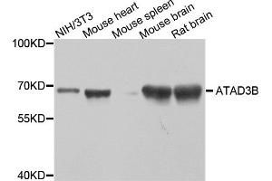 Western blot analysis of extracts of various cell lines, using ATAD3B antibody (ABIN5974542) at 1/1000 dilution. (ATAD3B 抗体)