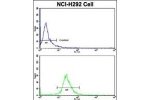 Flow cytometric analysis of NCI- cells using KIF3C Antibody (C-term)(bottom histogram) compared to a negative control cell (top histogram). (KIF3C 抗体  (C-Term))