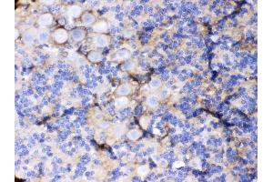Immunohistochemistry (IHC) image for anti-Solute Carrier Family 1 (Glial High Affinity Glutamate Transporter), Member 3 (SLC1A3) (AA 14-42), (N-Term) antibody (ABIN4886724)