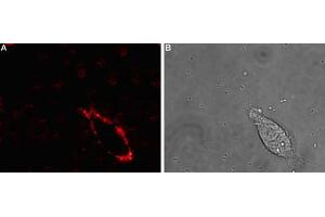 Expression of NaVβ4 in rat PC12 cellsCell surface detection of NaVβ4 in intact living rat pheochromocytoma (PC12) cells. (SCN4B 抗体  (Extracellular))