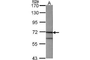 WB Image Sample (30 ug of whole cell lysate) A:NIH-3T3 7. (ANXA6 抗体  (C-Term))