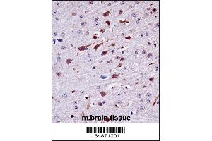 Mouse Ptk2b Antibody immunohistochemistry analysis in formalin fixed and paraffin embedded mouse brain tissue followed by peroxidase conjugation of the secondary antibody and DAB staining. (PTK2B 抗体  (AA 672-701))