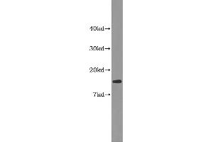 Western Blotting (WB) image for Fatty Acid Binding Protein 2, Intestinal (FABP2) ELISA Kit (ABIN1115695) (FABP2 ELISA 试剂盒)