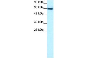 Western Blotting (WB) image for anti-GA Binding Protein Transcription Factor, alpha Subunit 60kDa (GABPA) (C-Term) antibody (ABIN2792606)