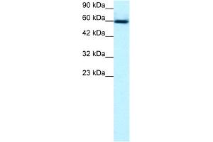 WB Suggested Anti-GABPA Antibody Titration:  0. (GABPA 抗体  (C-Term))