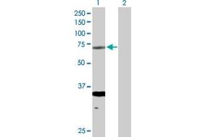 Western Blot analysis of ERCC2 expression in transfected 293T cell line by ERCC2 MaxPab polyclonal antibody. (ERCC2 抗体  (AA 1-760))