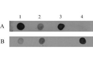 5-Hydroxymethylcytosine (5-hmC, 5-hydroxymethylcytidine) antibody tested by dot blot analysis. (5-Hydroxymethylcytosine 抗体)