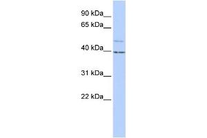 WB Suggested Anti-KCNK9 Antibody Titration:  1 ug/ml  Positive Control:  HepG2 cell lysate (KCNK9 抗体  (N-Term))