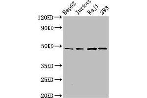 Western Blot Positive WB detected in: HepG2 whole cell lysate, Jurkat whole cell lysate, Raji whole cell lysate, 293 whole cell lysate All lanes: EIF4A2 antibody at 3 μg/mL Secondary Goat polyclonal to rabbit IgG at 1/50000 dilution Predicted band size: 47 kDa Observed band size: 47 kDa (EIF4A2 抗体  (AA 1-407))