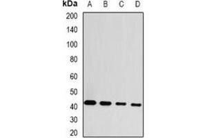Western blot analysis of GDAP1 expression in MCF7 (A), HepG2 (B), mouse brain (C), rat brain (D) whole cell lysates.