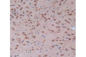 Used in DAB staining on fromalin fixed paraffin- embedded brain tissue (CD28 抗体  (AA 33-174))