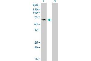 Western Blotting (WB) image for anti-Golgi-Associated, gamma Adaptin Ear Containing, ARF Binding Protein 1 (GGA1) (AA 1-89) antibody (ABIN565222)
