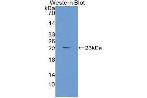 Western Blotting (WB) image for anti-Fibroblast Growth Factor 10 (FGF10) (AA 38-208) antibody (ABIN1867922) (FGF10 抗体  (AA 38-208))