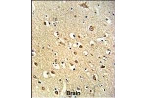 Formalin-fixed and paraffin-embedded human brain tissue reacted with OGT Antibody (C-term), which was peroxidase-conjugated to the secondary antibody, followed by DAB staining. (OGT 抗体  (C-Term))