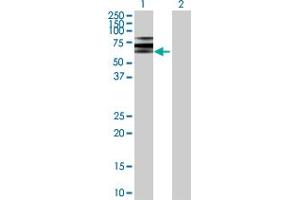 Western Blot analysis of ATP6V1B2 expression in transfected 293T cell line by ATP6V1B2 MaxPab polyclonal antibody. (ATP6V1B2 抗体  (AA 1-511))