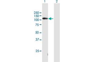 Western Blot analysis of C11orf82 expression in transfected 293T cell line by C11orf82 MaxPab polyclonal antibody. (C11orf82 抗体  (AA 1-998))