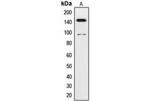 Western blot analysis of TRK C expression in human brain (A) whole cell lysates. (NTRK3 抗体  (Center))