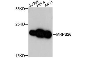 Western blot analysis of extracts of various cell lines, using MRPS26 antibody (ABIN5972848) at 1:3000 dilution. (MRPS26 抗体)