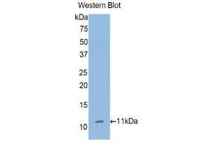 Western Blotting (WB) image for anti-Collagen, Type II, alpha 1 (COL2A1) (AA 1386-1467) antibody (ABIN3204614) (COL2A1 抗体  (AA 1386-1467))