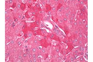 Anti-Alpha-2-Macroglobulin / A2M antibody IHC of human liver. (alpha 2 Macroglobulin 抗体)