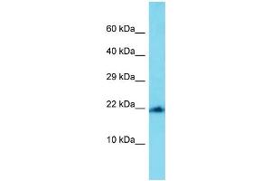 Western Blotting (WB) image for anti-Mitochondrial Ribosomal Protein L22 (MRPL22) (C-Term) antibody (ABIN2789276) (MRPL22 抗体  (C-Term))
