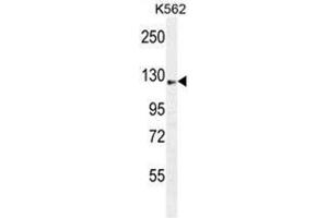 AASS Antibody (C-term) western blot analysis in K562 cell line lysates (35 µg/lane). (AASS 抗体  (C-Term))