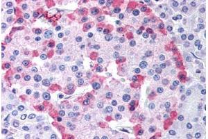 Anti-GLP1R antibody  ABIN1048665 IHC staining of human pancreas. (GLP1R 抗体  (Cytoplasmic Domain))