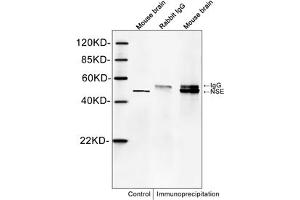 Western blot analysis of immunoprecipitates from mouse brain lysates. (ENO2/NSE 抗体  (C-Term))