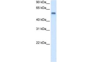 Western Blotting (WB) image for anti-Monoamine Oxidase B (MAOB) antibody (ABIN2462710) (Monoamine Oxidase B 抗体)