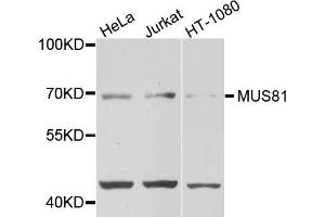 Western blot analysis of extracts of various cells, using MUS81 antibody. (MUS81 抗体)