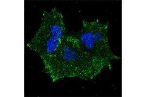 Fluorescent confocal image of MCF7 cells stained with p-ERBB2 antibody. (ErbB2/Her2 抗体  (pTyr1196))