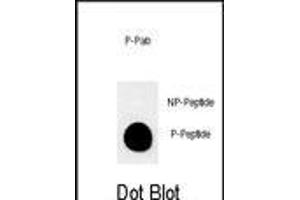 Dot blot analysis of anti-Phospho-MUC1-p Phospho-specific Pab (ABIN650864 and ABIN2839814) on nitrocellulose membrane. (MUC1 抗体  (pThr1224))