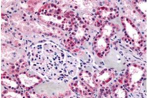 Anti-GPR91 antibody  ABIN1048898 IHC staining of human kidney. (SUCNR1 抗体  (C-Term))