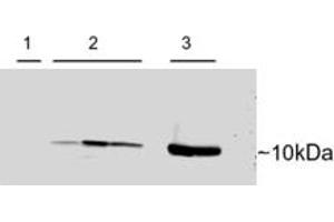 Western Blotting (WB) image for anti-Chromosome 16 Open Reading Frame 46 (C16ORF46) (C-Term) antibody (ABIN2785144) (C16ORF46 抗体  (C-Term))