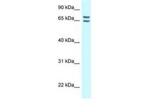 Image no. 1 for anti-Connector Enhancer of Kinase Suppressor of Ras 1 (CNKSR1) (AA 545-594) antibody (ABIN6747891) (CNKSR1 抗体  (AA 545-594))