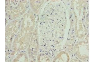 Immunohistochemistry of paraffin-embedded human kidney tissue using ABIN7170263 at dilution of 1:100 (SLC46A3 抗体  (AA 26-73))