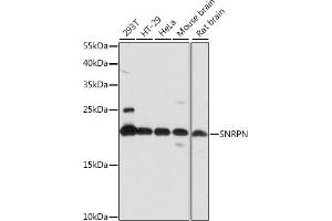 Western blot analysis of extracts of various cell lines, using SNRPN antibody (ABIN7270366) at 1:1000 dilution. (SNRPN 抗体  (AA 1-100))