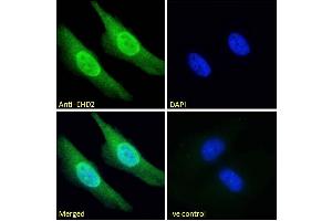 Immunofluorescence (IF) image for anti-EH-Domain Containing 2 (EHD2) (C-Term) antibody (ABIN185287)