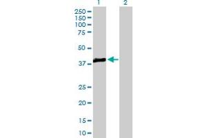 Western Blot analysis of TRIB3 expression in transfected 293T cell line by TRIB3 MaxPab polyclonal antibody. (TRIB3 抗体  (AA 1-358))