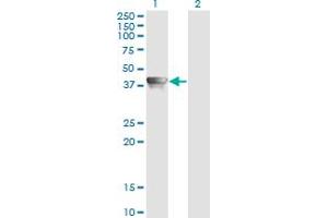 Western Blot analysis of AHSA1 expression in transfected 293T cell line by AHSA1 monoclonal antibody (M02), clone 4F3-B6. (AHSA1 抗体  (AA 1-338))