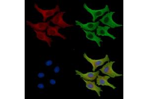 ABIN7095912 and ABIN7099974 staining HepG2 cells by IF/ICC. (NXNL2 抗体)