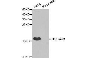 Western Blotting (WB) image for anti-Histone 3 (H3) (H3K9me3) antibody (ABIN6219517) (Histone 3 抗体  (H3K9me3))