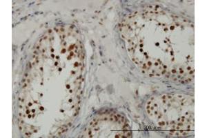 Image no. 5 for anti-Transcription Factor 19 (TCF19) (AA 17-103) antibody (ABIN598965) (TCF19 抗体  (AA 17-103))